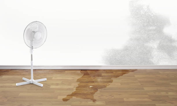 Best Professional water damage repair  in Bel Air, MD
